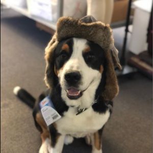 Meet your Posher, Belle